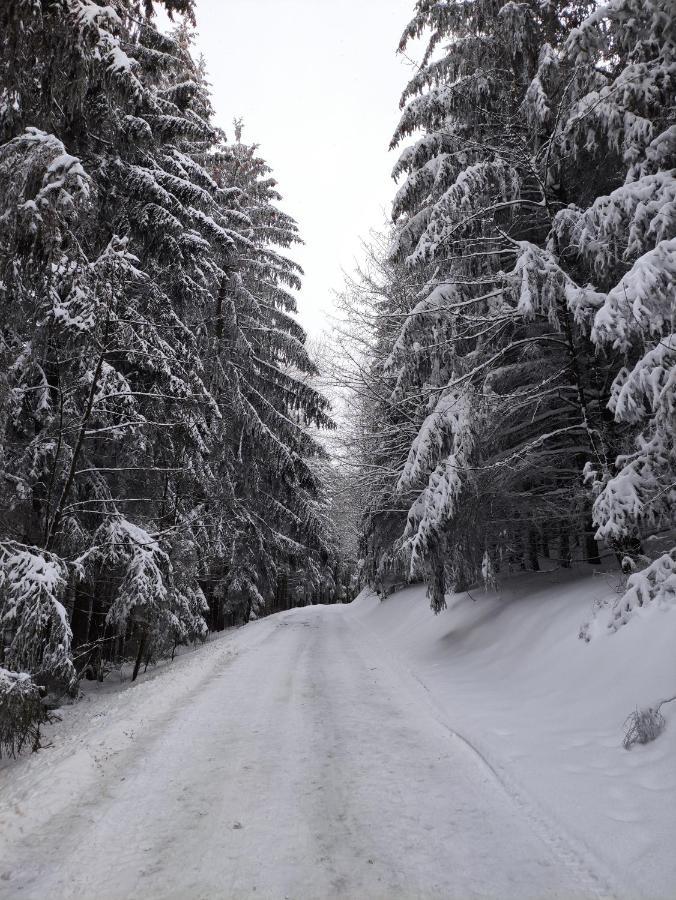 Zentrale Und Gemuetliche Ferienwohnung In Winterberg Nah An Der Natur Dış mekan fotoğraf