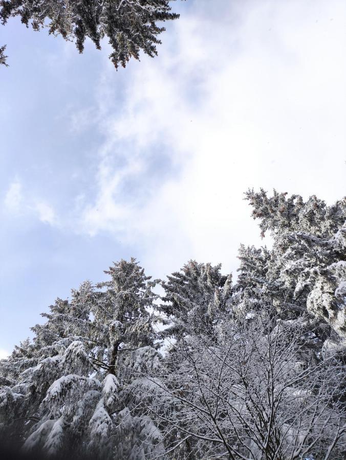 Zentrale Und Gemuetliche Ferienwohnung In Winterberg Nah An Der Natur Dış mekan fotoğraf
